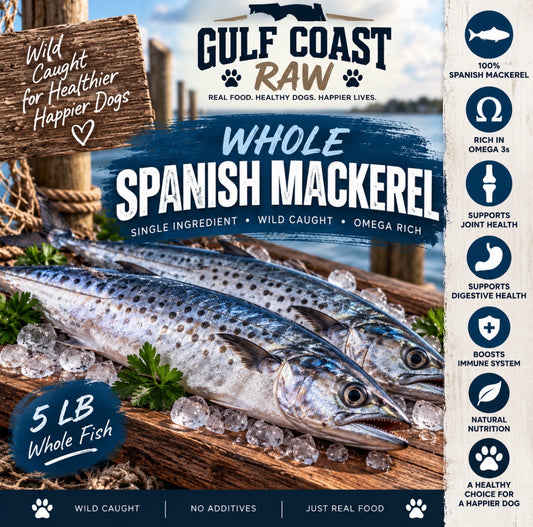 5lbs Gulf Coast Spanish Mackerel