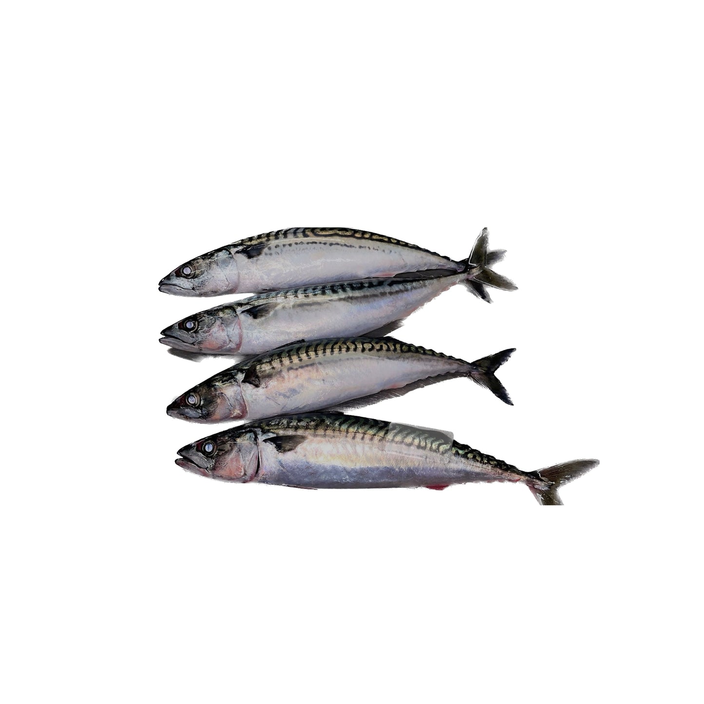 5lbs Gulf Coast Spanish Mackerel