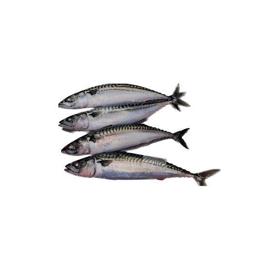 5lbs Gulf Coast Spanish Mackerel